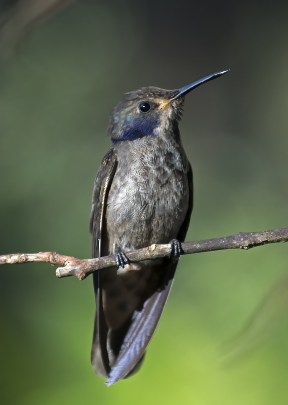 Brown_Violetear_18_Ecuador_006