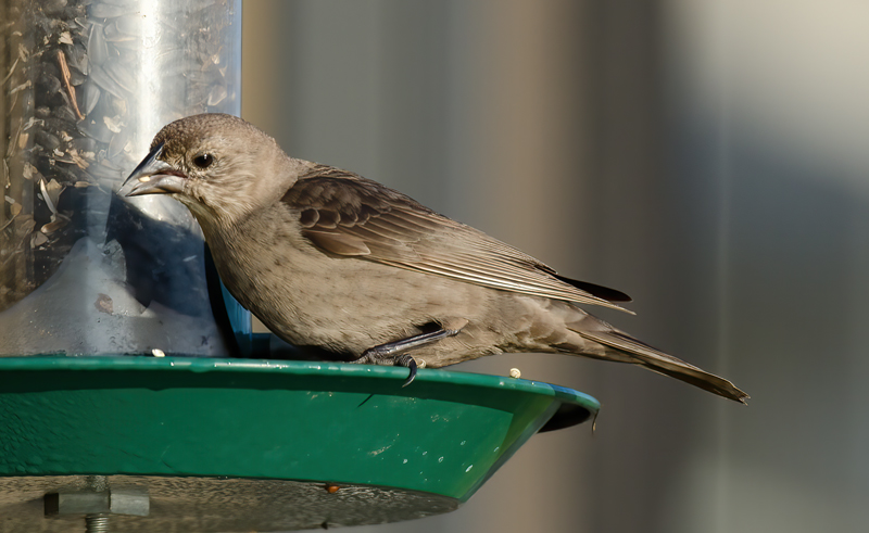 Brown_headed_Cowbird_12_FL_004