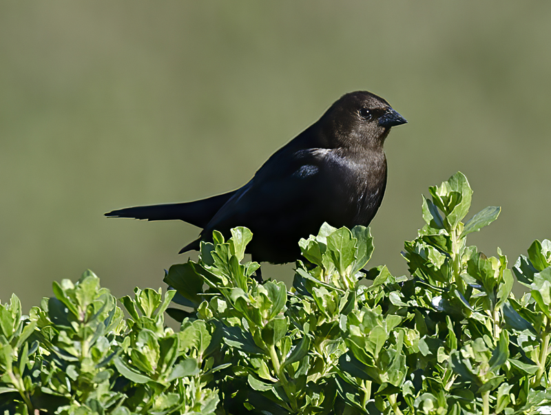 Brown_headed_Cowbird_14_CA_002