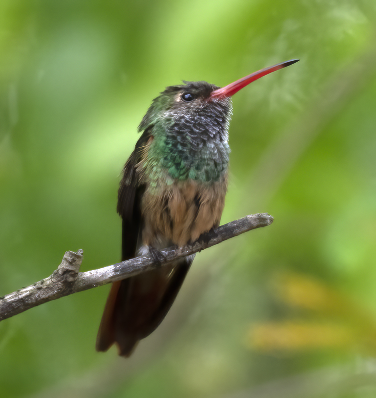 Buff-bellied_Hummingbird_19_TX_056
