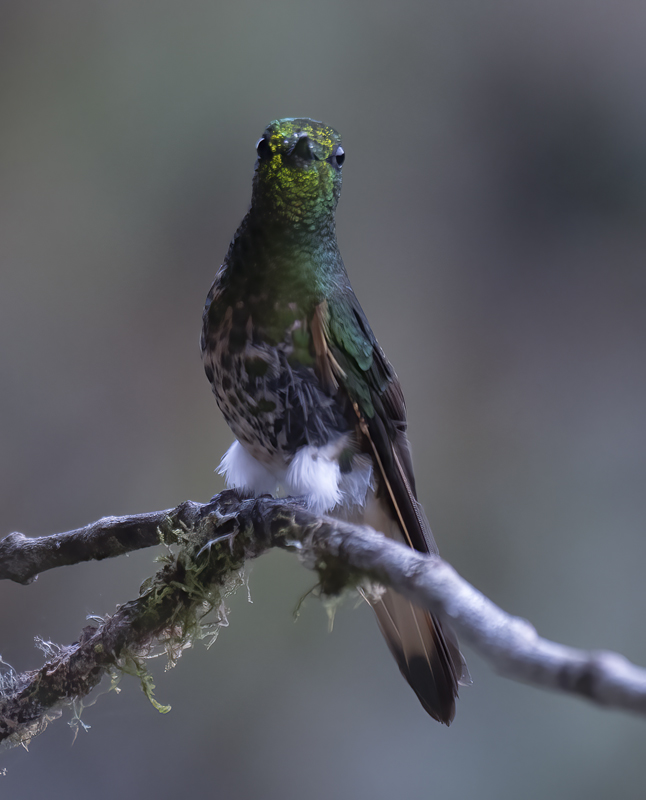 Buff-tailed_Coronet_18_Ecuador_013