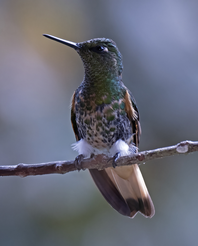 Buff-tailed_Coronet_18_Ecuador_014