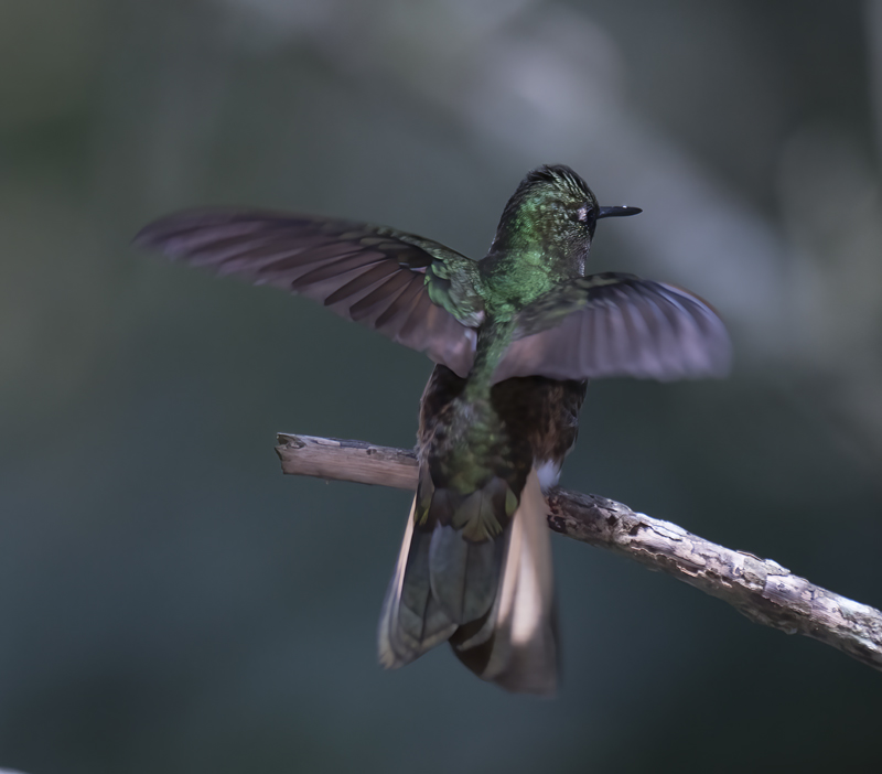Buff-tailed_Coronet_18_Ecuador_016