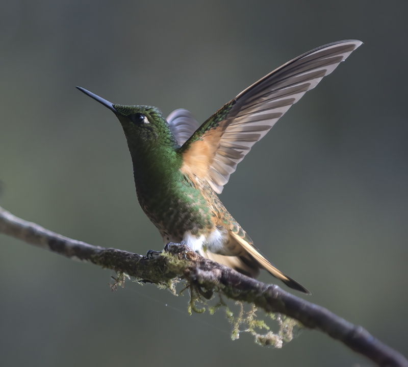 Buff-tailed_Coronet_18_Ecuador_043