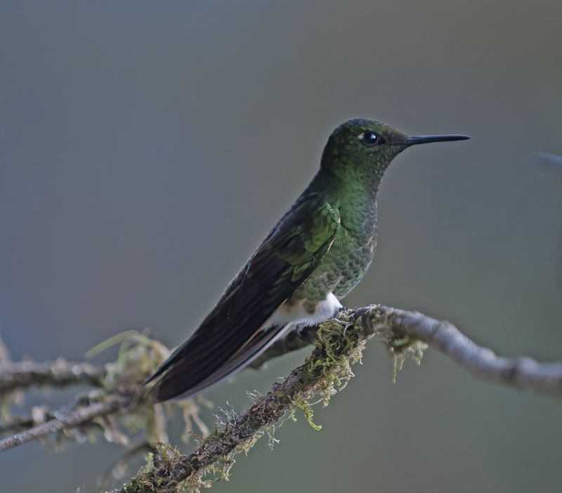Buff-tailed_Coronet_18_Ecuador_045