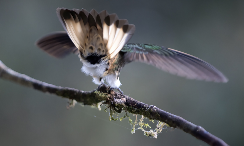 Buff-tailed_Coronet_18_Ecuador_054