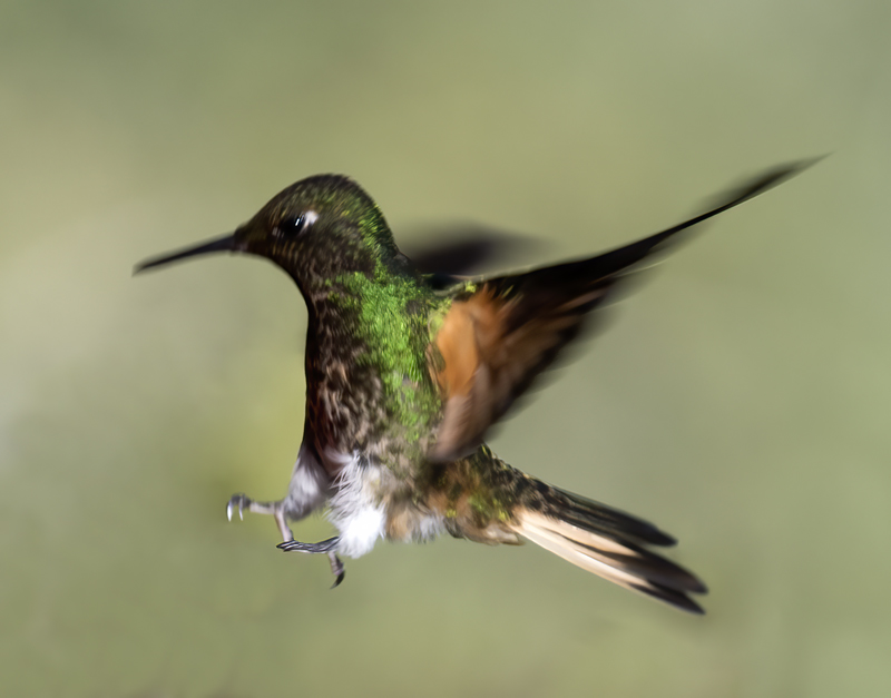 Buff-tailed_Coronet_18_Ecuador_056