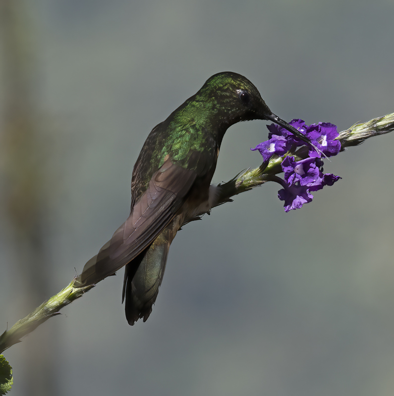 Buff-tailed_Coronet_18_Ecuador_061