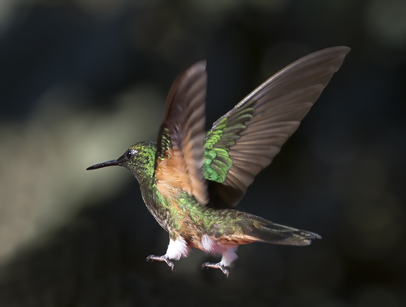Buff-tailed_Coronet_18_Ecuador_064
