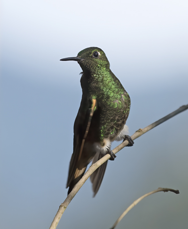 Buff-tailed_Coronet_18_Ecuador_074
