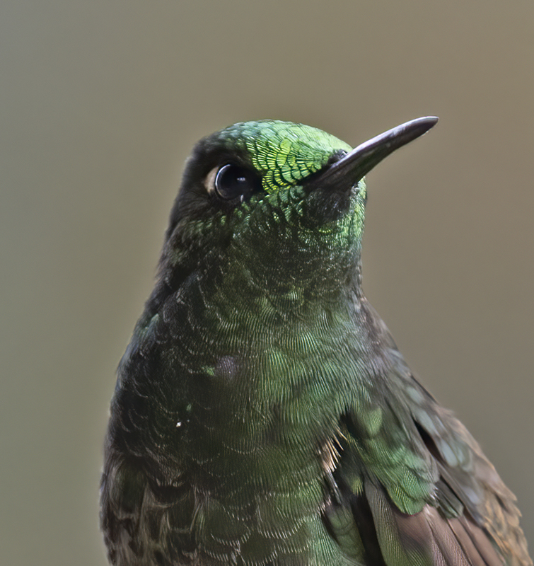 Buff-tailed_Coronet_18_Ecuador_082