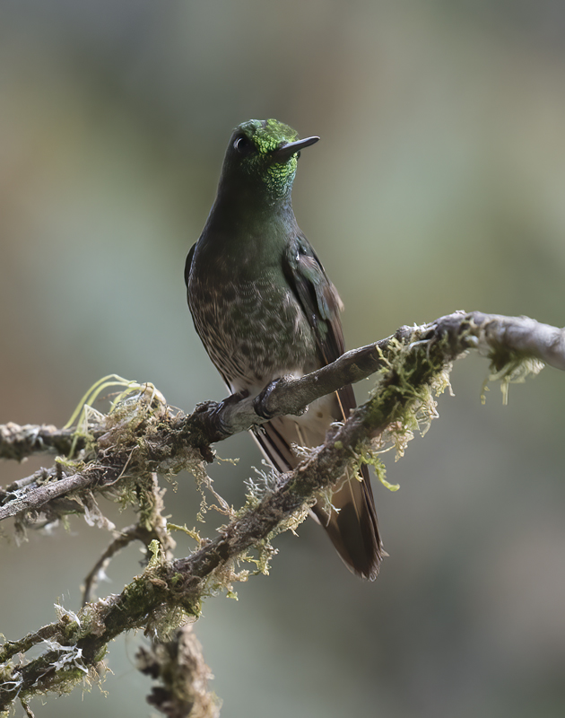 Buff-tailed_Coronet_18_Ecuador_099