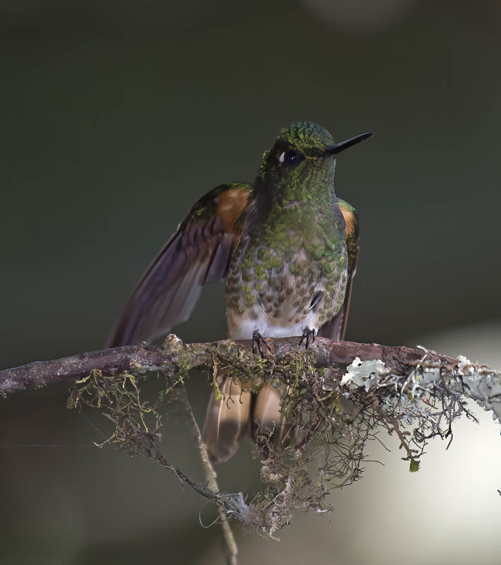 Buff-tailed_Coronet_18_Ecuador_104