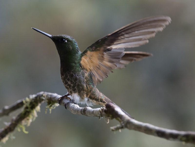 Buff-tailed_Coronet_18_Ecuador_107