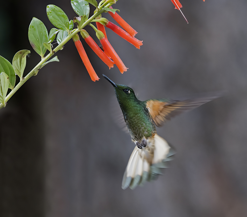 Buff-tailed_Coronet_18_Ecuador_118