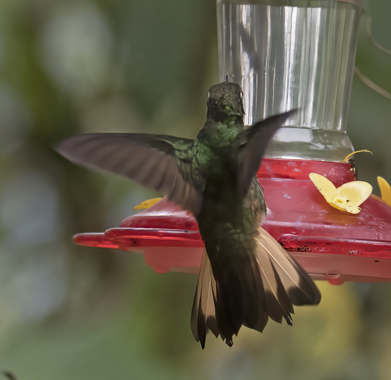 Buff-tailed_Coronet_18_Ecuador_125
