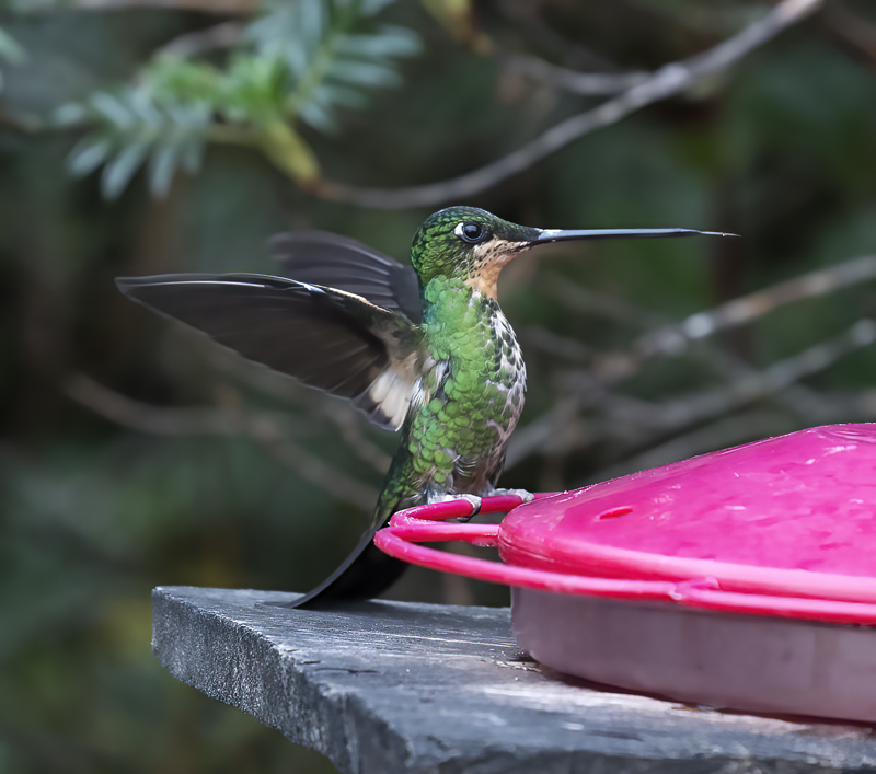 Buff-winged_Starfrontlet_18_Ecuador_003