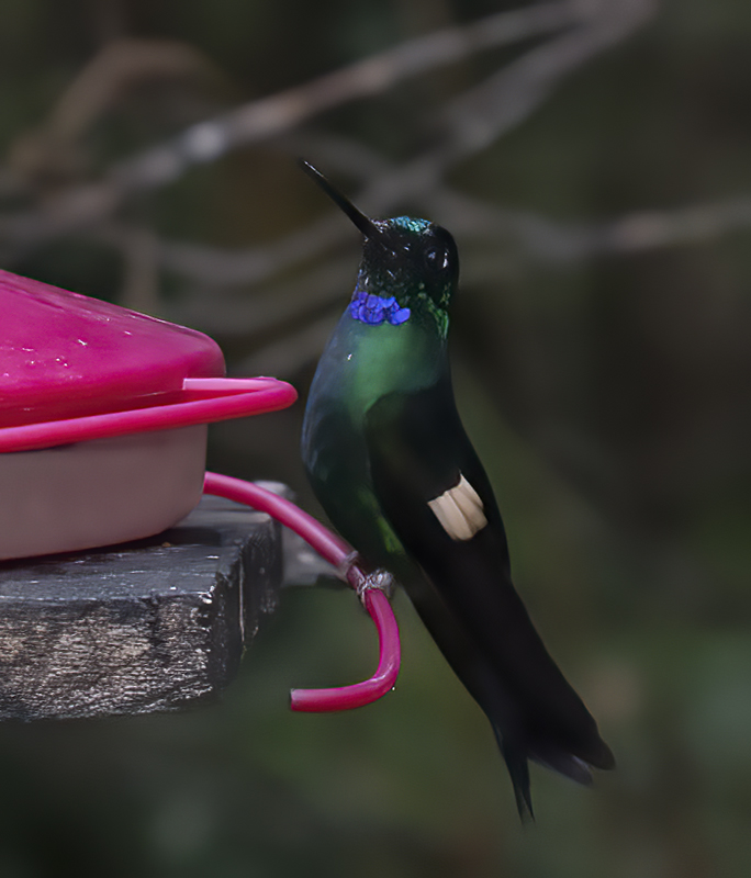 Buff-winged_Starfrontlet_18_Ecuador_017