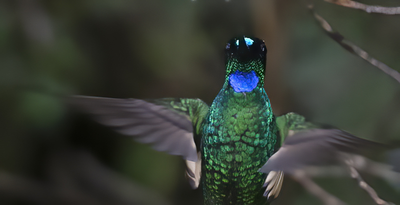 Buff-winged_Starfrontlet_18_Ecuador_019