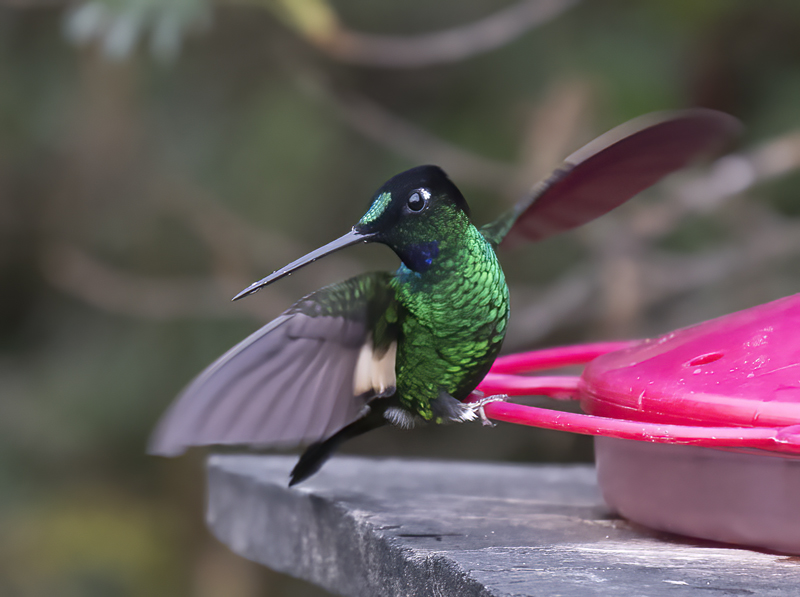 Buff-winged_Starfrontlet_18_Ecuador_025