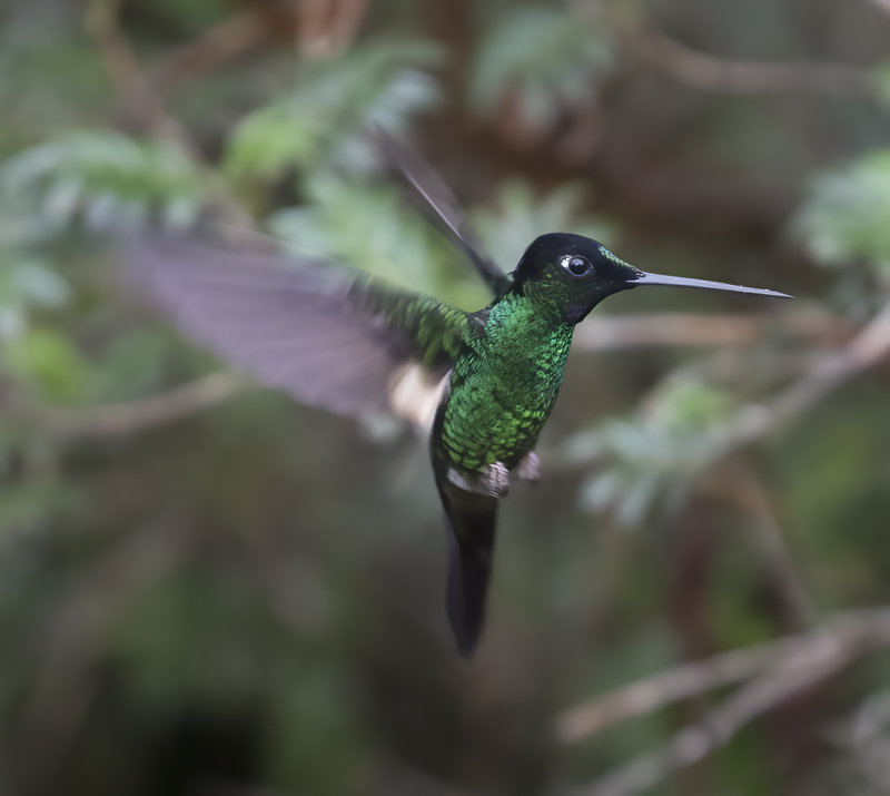 Buff-winged_Starfrontlet_18_Ecuador_027