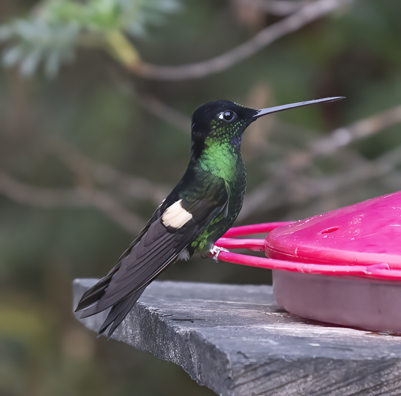 Buff-winged_Starfrontlet_18_Ecuador_028