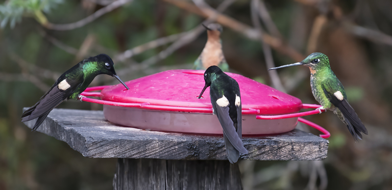 Buff-winged_Starfrontlet_18_Ecuador_035
