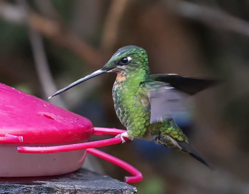 Buff-winged_Starfrontlet_18_Ecuador_037