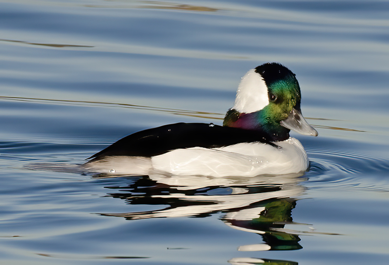Bufflehead_10_FL_002