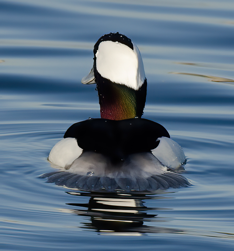 Bufflehead_10_FL_008