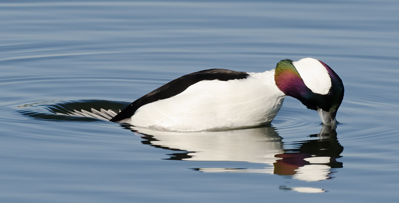 Bufflehead_10_FL_025