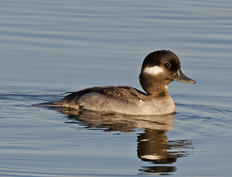 Bufflehead_14_CA_004