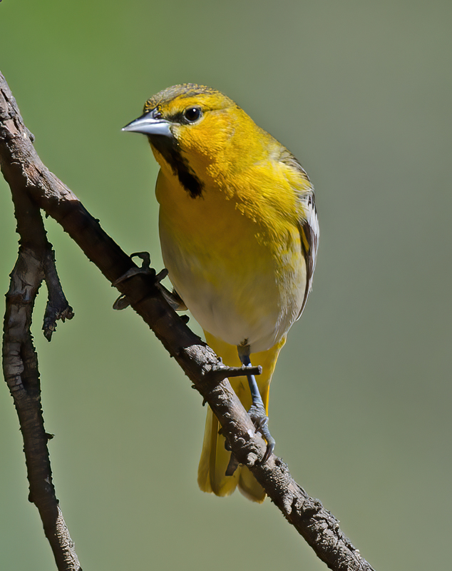 Bullocks_Oriole_13_CA_002