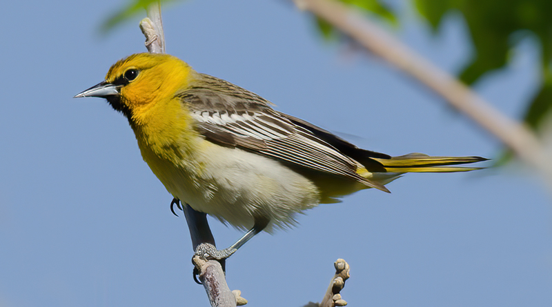 Bullocks_Oriole_13_CA_008