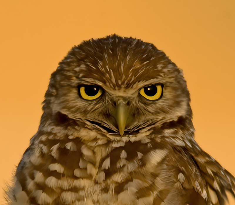 Burrowing_Owl_09_FL_372