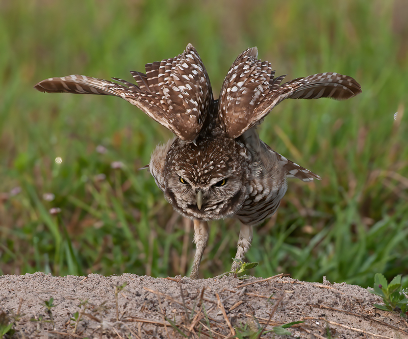 Burrowing_Owl_10_FL_197