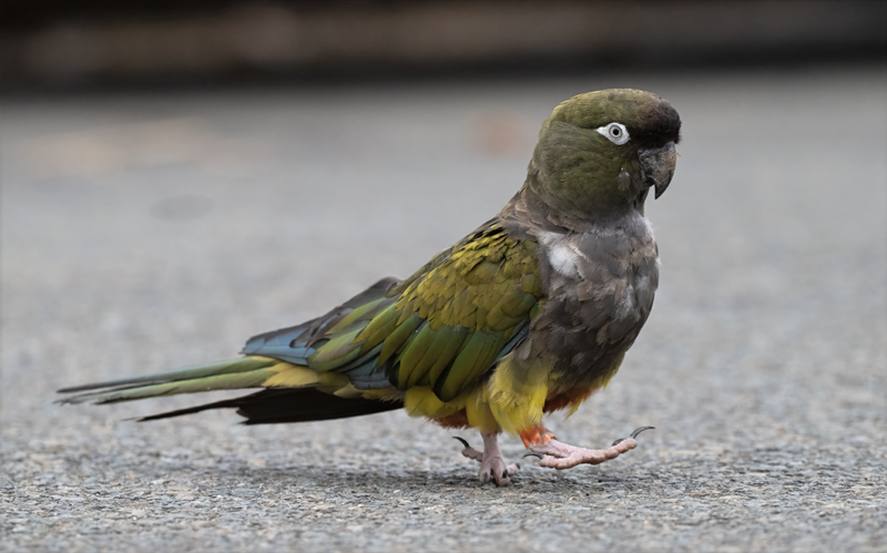 Burrowing_Parakeet_25_CA_C_025