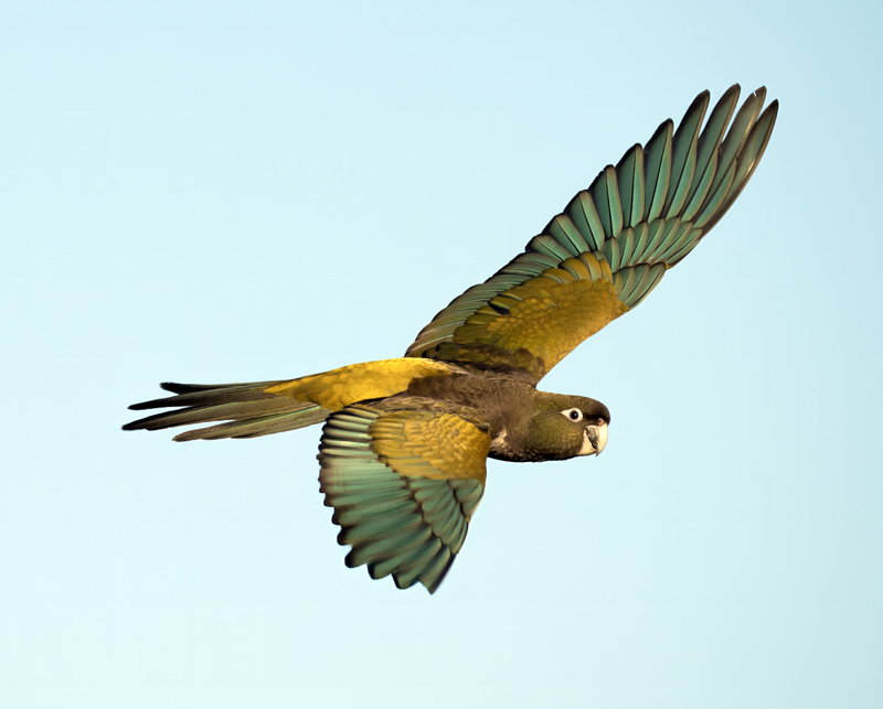 Burrowing_Parakeet_25_CA_C_105