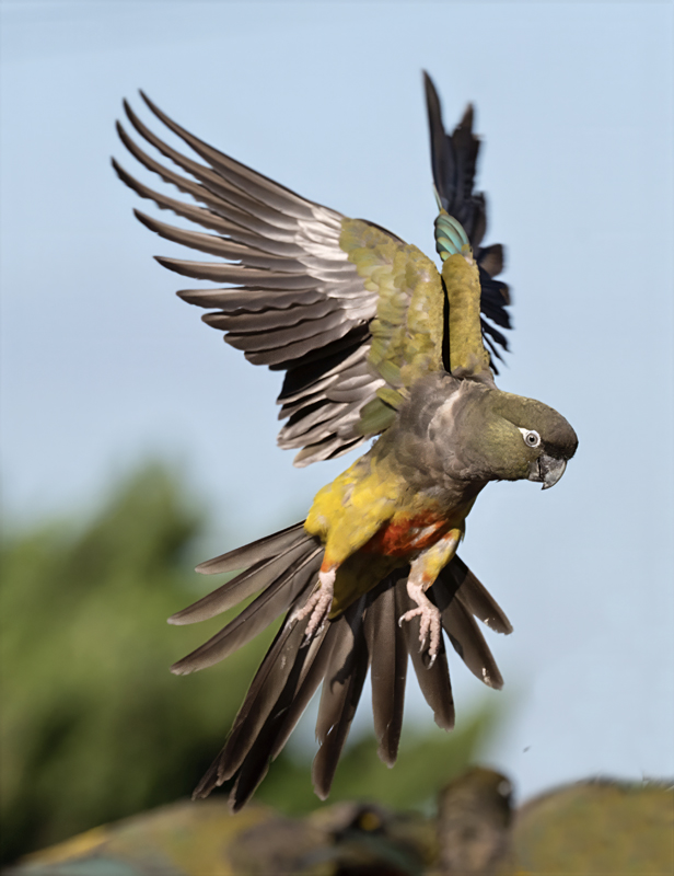 Burrowing_Parakeet_25_CA_C_129