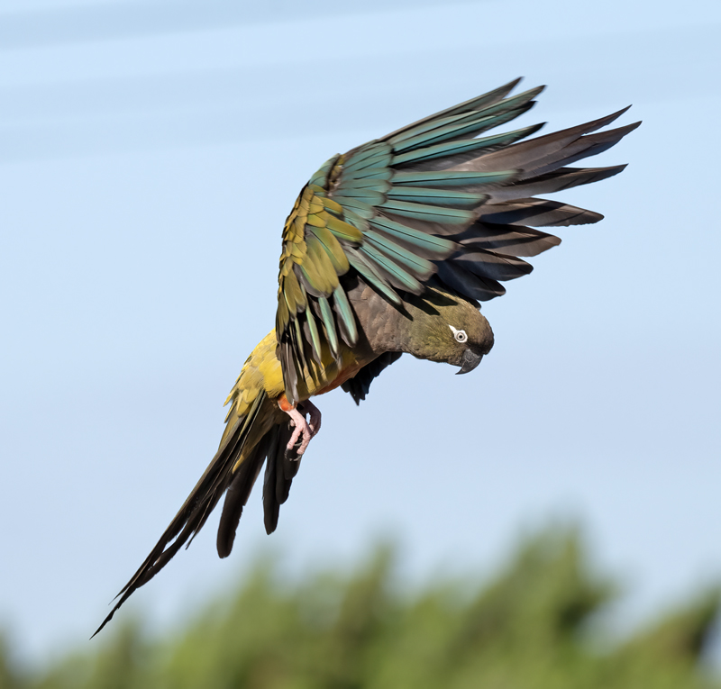 Burrowing_Parakeet_25_CA_C_130