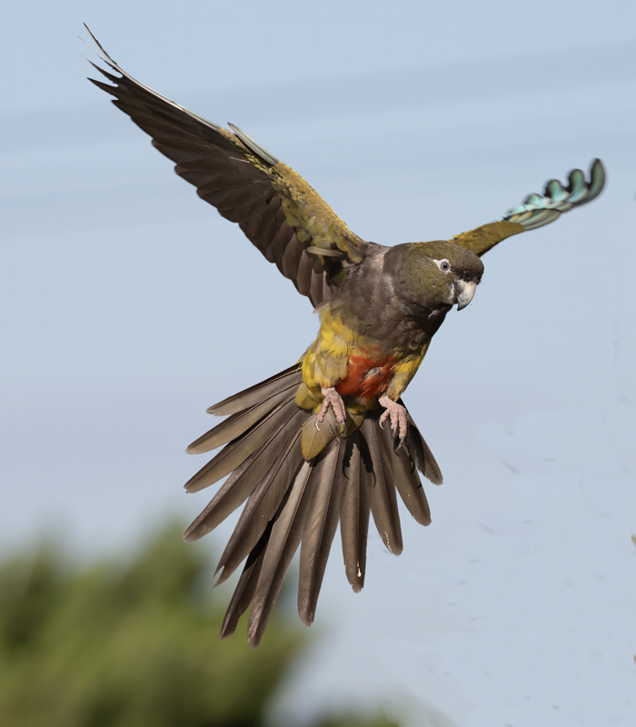 Burrowing_Parakeet_25_CA_C_136