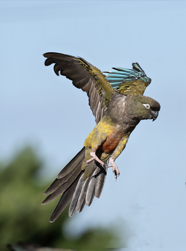 Burrowing_Parakeet_25_CA_C_146