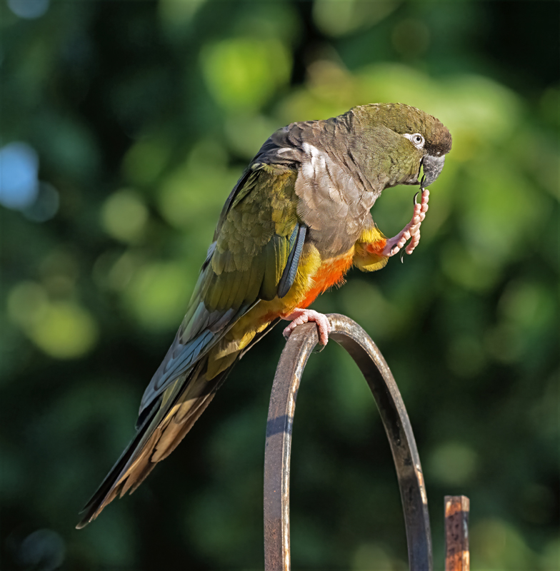 Burrowing_Parakeet_25_CA_L_506