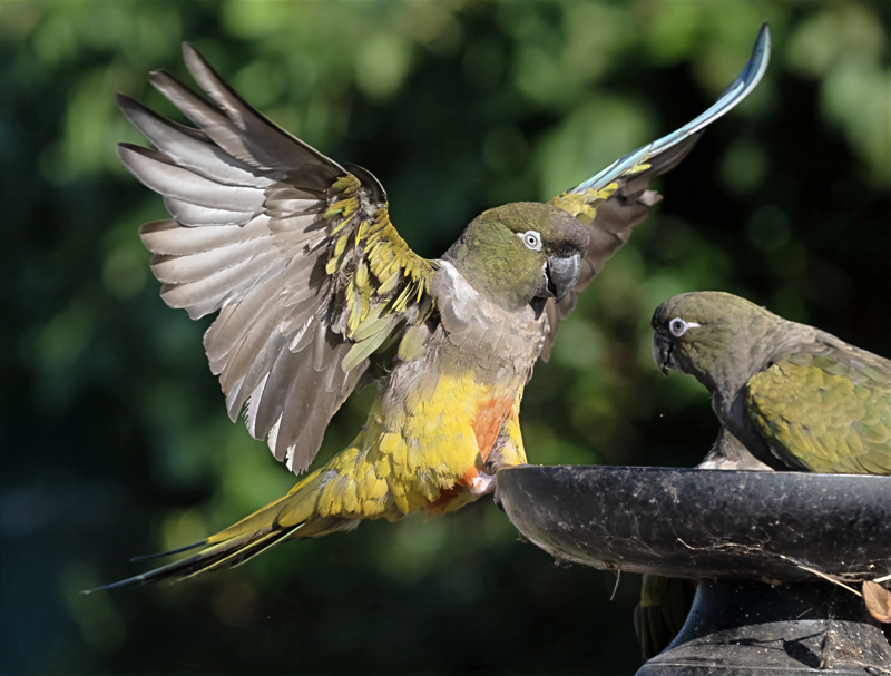 Burrowing_Parakeet_25_CA_L_554