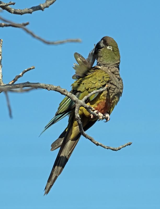 Burrowing_Parakeet_25_CA_L_559