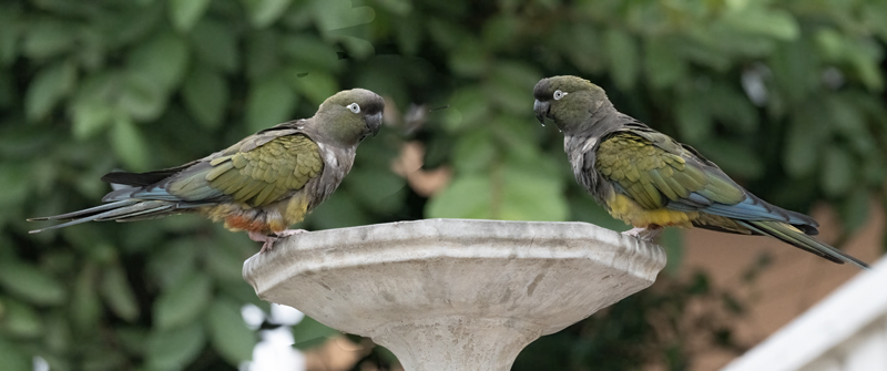 Burrowing_Parakeet_25_CA_L_598