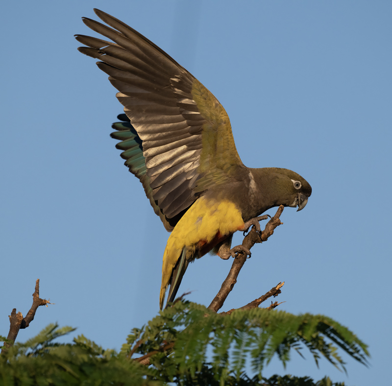 Burrowing_Parakeet_25_CA_L_730