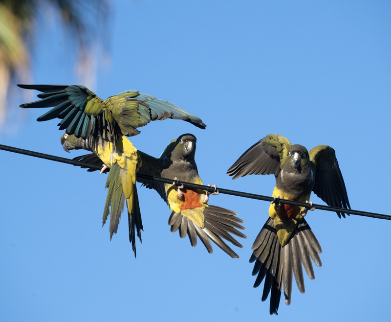 Burrowing_Parakeet_25_CA_L_791