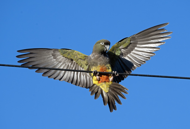 Burrowing_Parakeet_25_CA_L_792