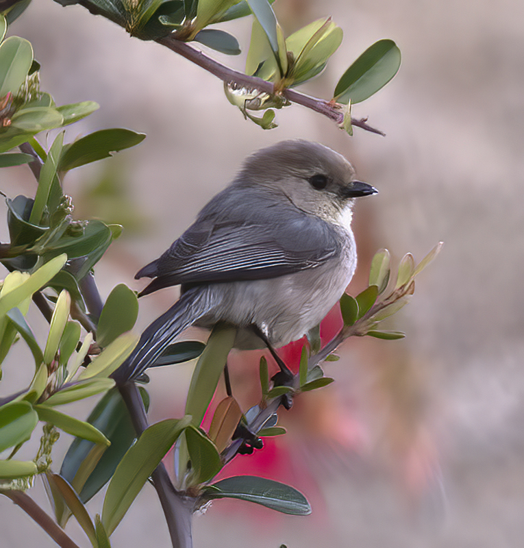 Bushtit_19_CA_005